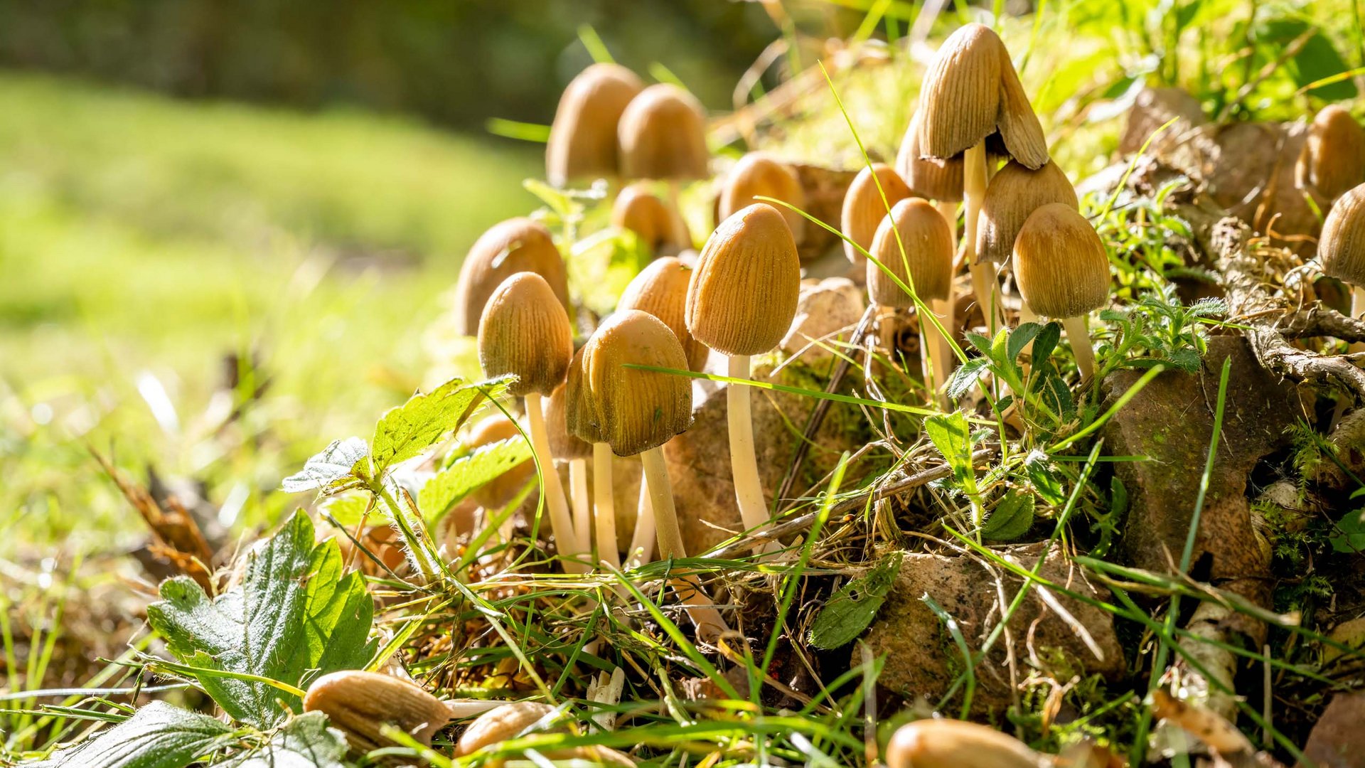Braune Pilze wachsen auf grünem Gras mit Blättern und Steinen im Sonnenlicht