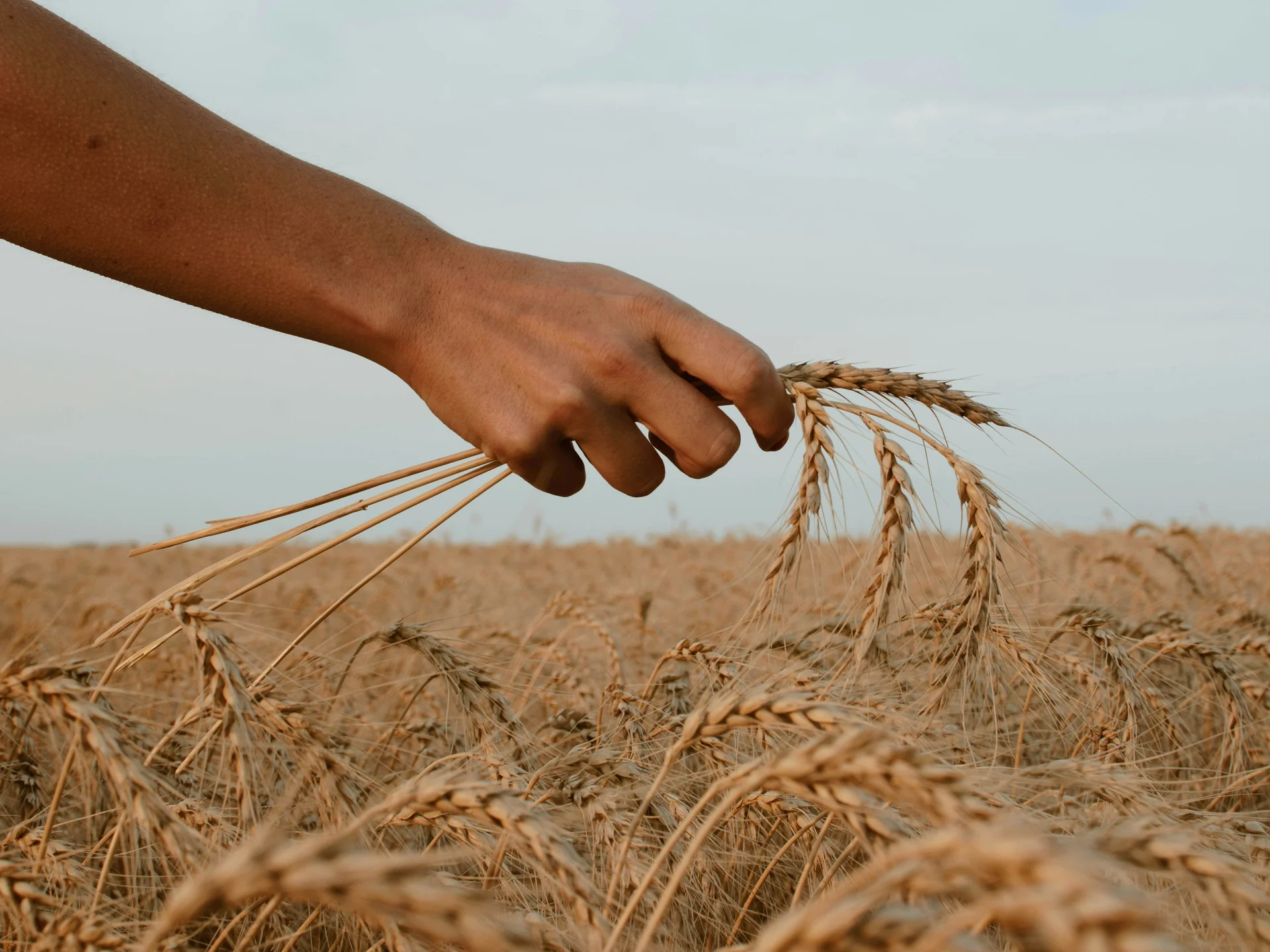 Keltische Feiertage im Porträt: Lughnasadh| Seezeitlodge