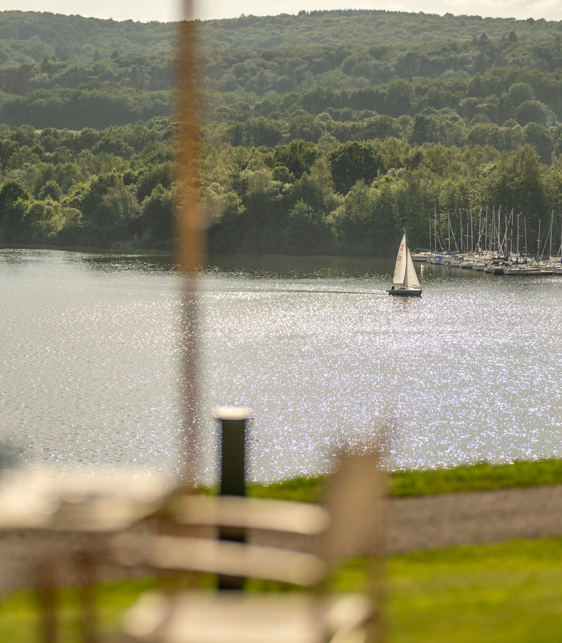 Sailboat on sparkling lake with forest and marina in the background