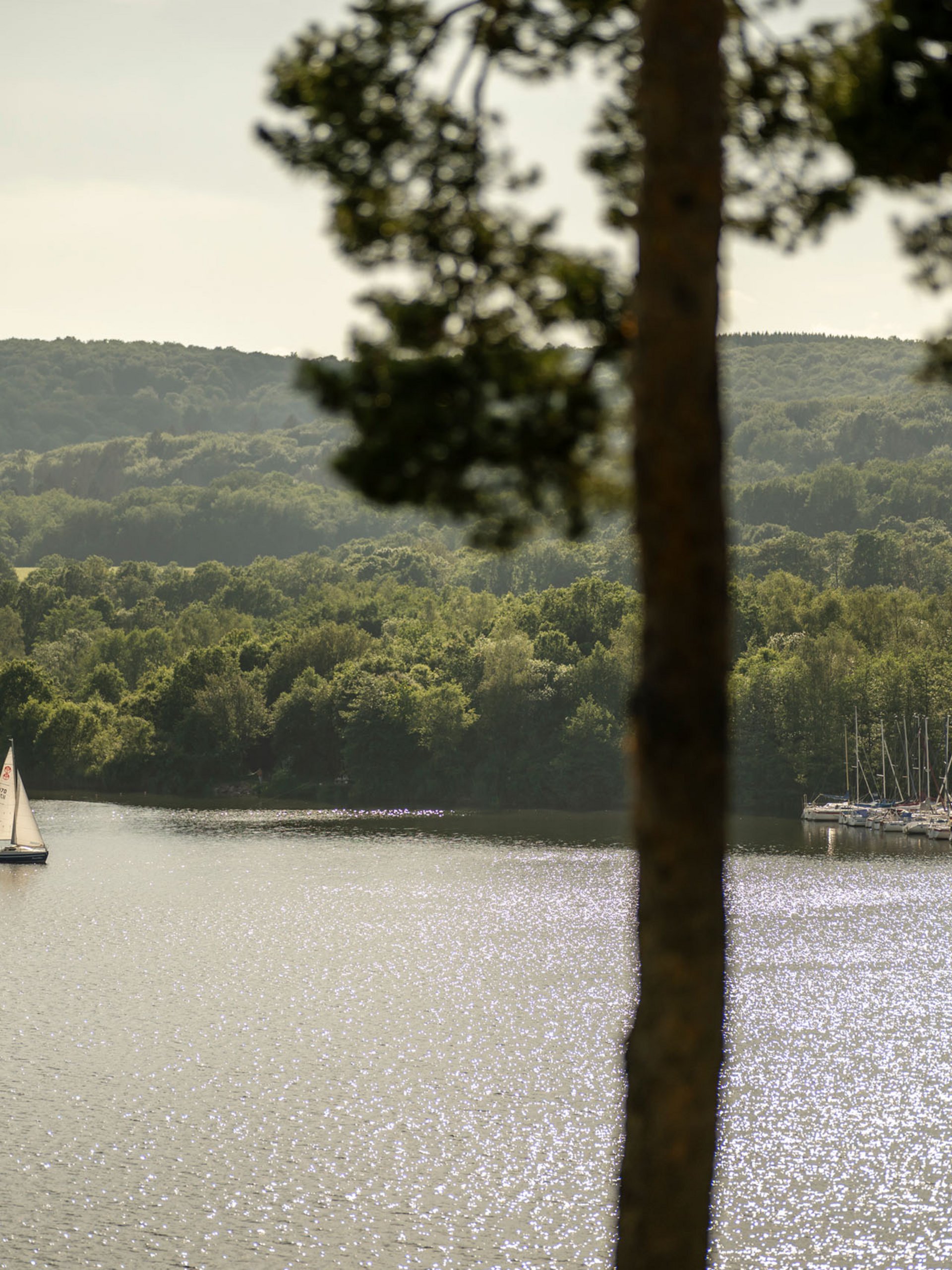 Segelboot auf glänzendem See mit bewaldetem Ufer im Hintergrund