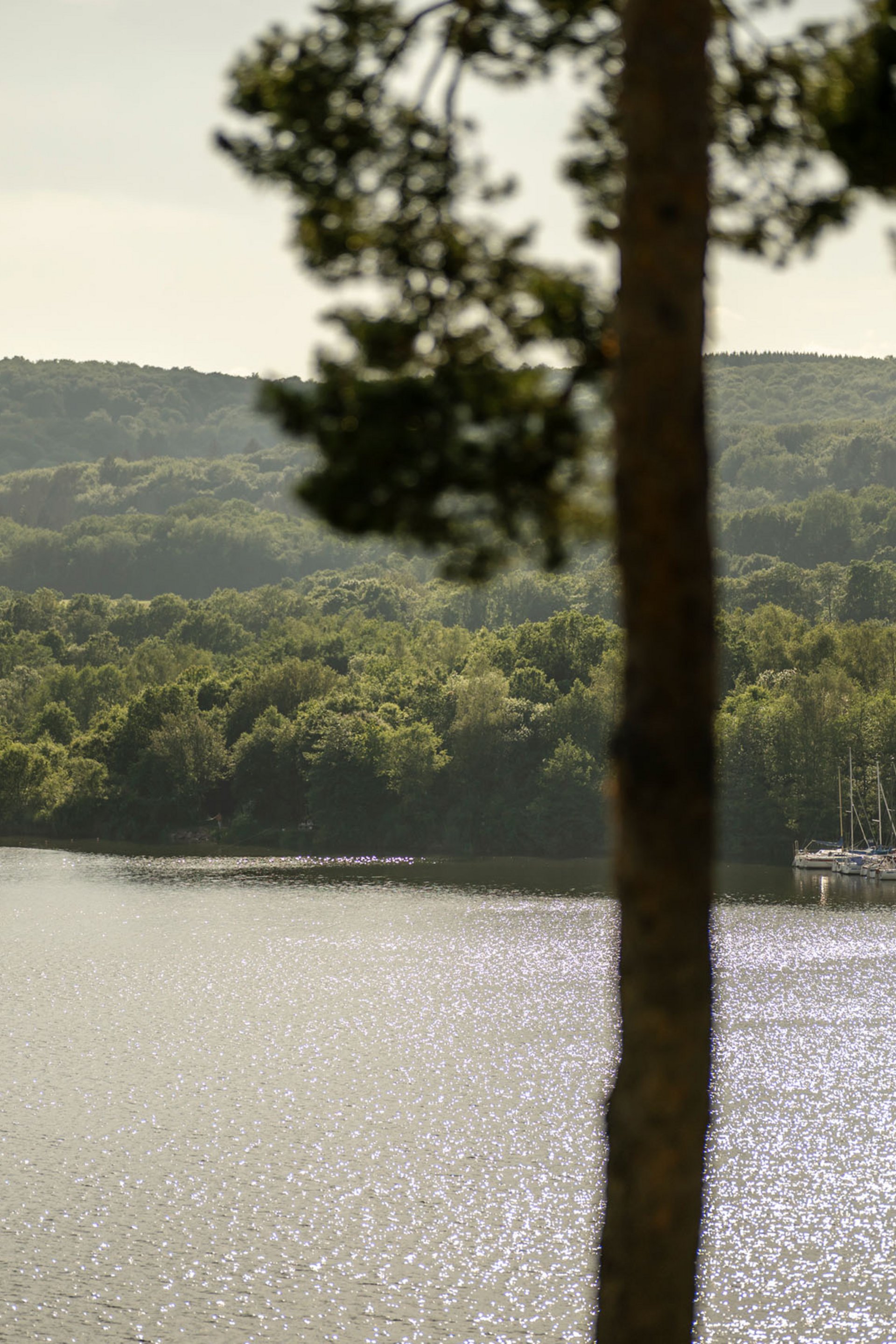 Voilier sur un lac scintillant avec forêt en arrière-plan