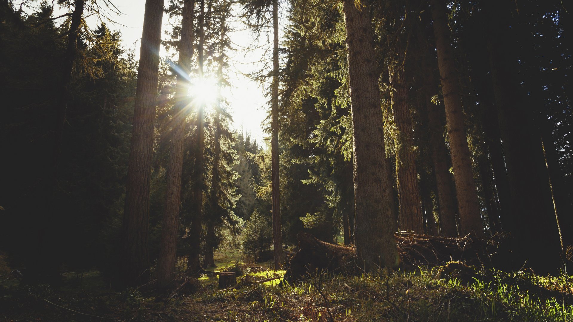 Sonnenlicht scheint durch dichten Wald mit hohen Bäumen