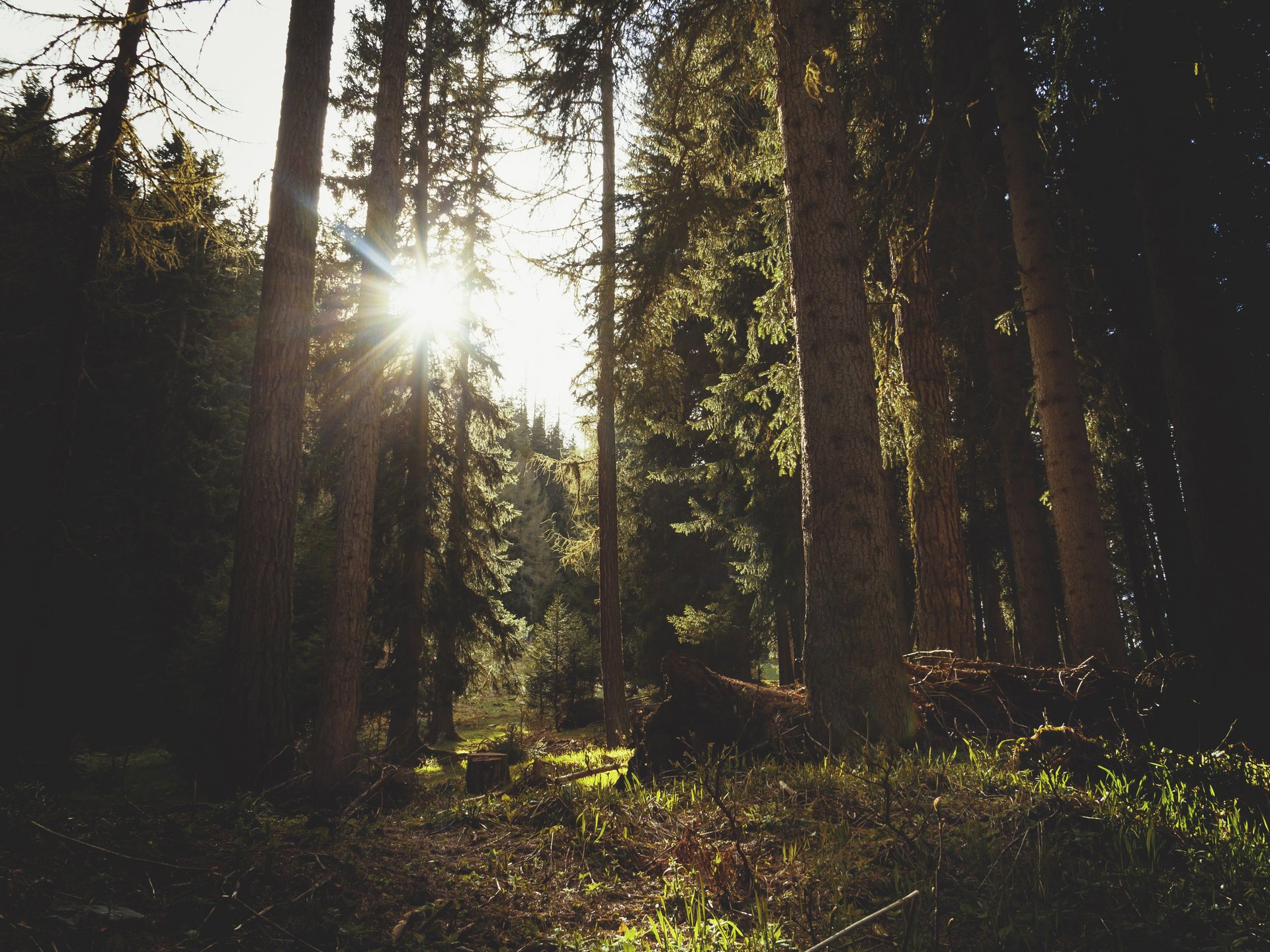 Sonnenlicht scheint durch dichten Wald mit hohen Bäumen