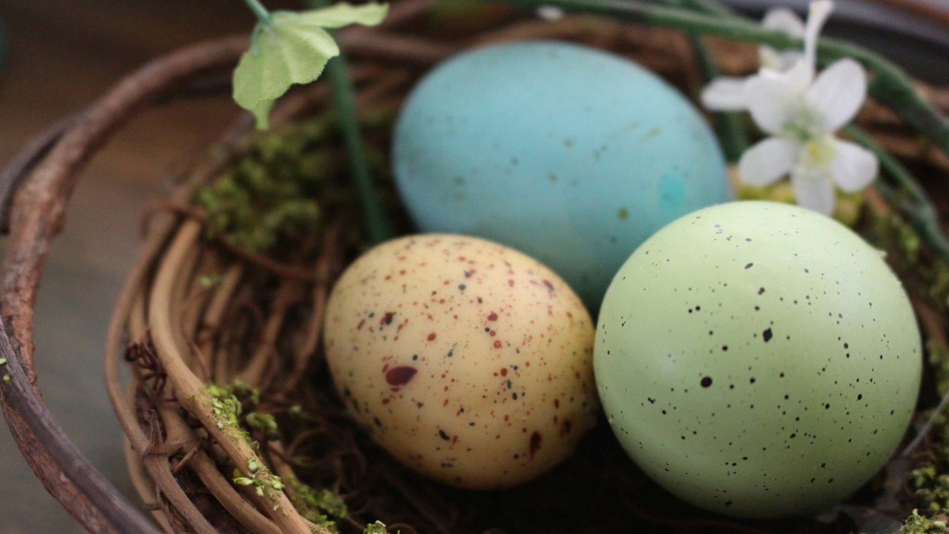 Vogelnest mit drei bunten Eiern und einer weißen Blume