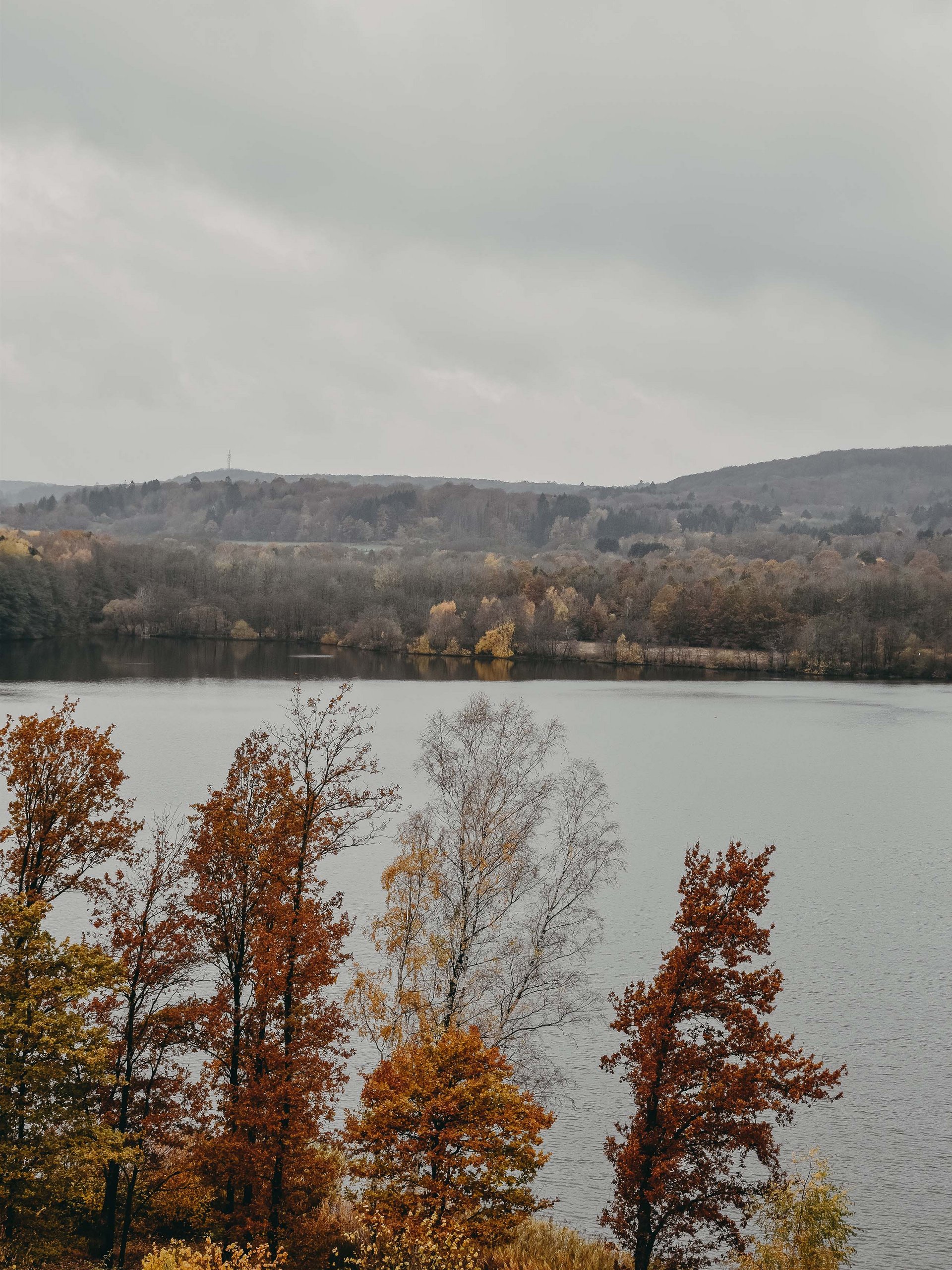 Autumn trees by a lake shore under a cloudy sky