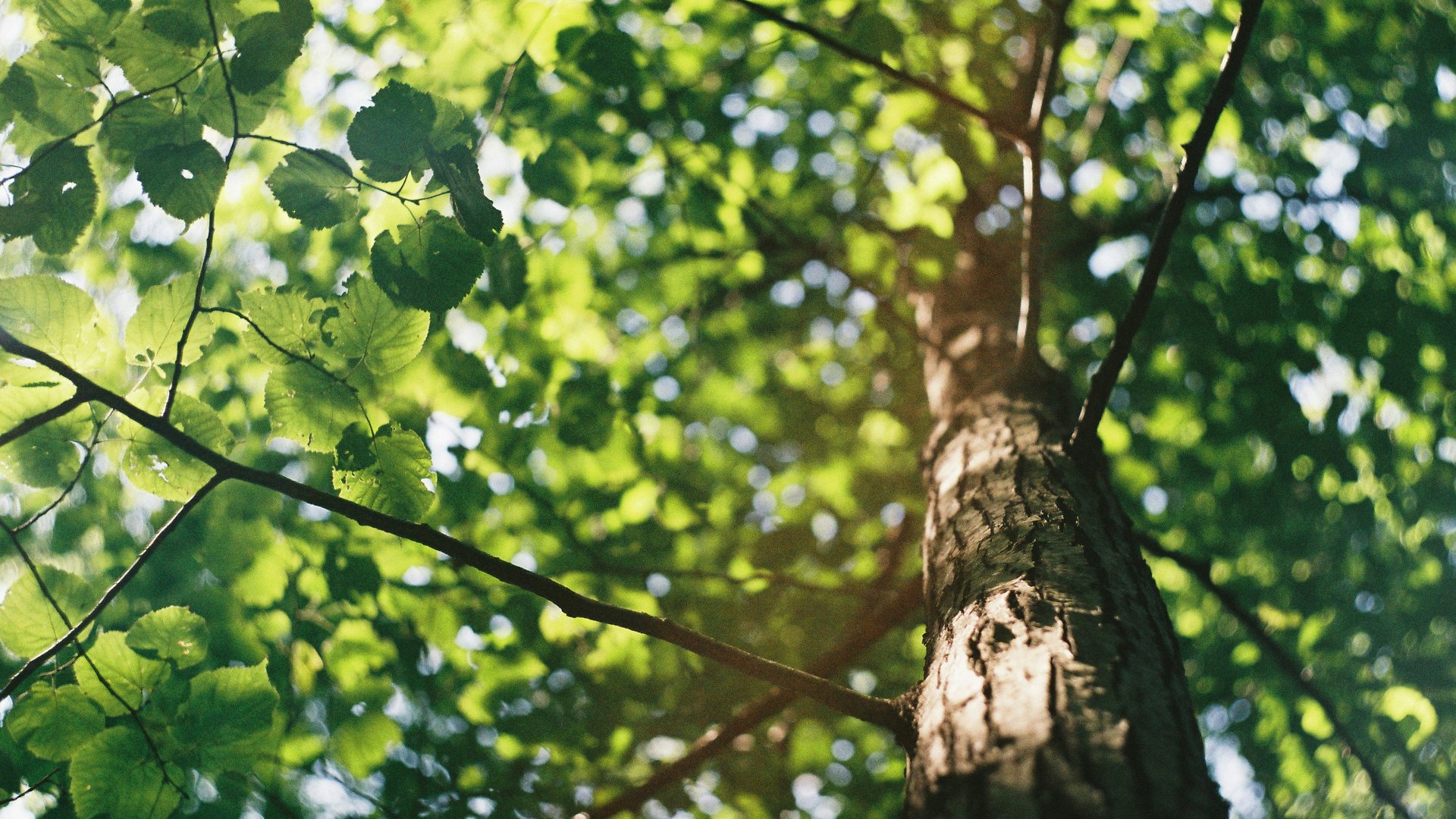 Baumstamm mit grünen Blättern und Sonnenlicht im Wald