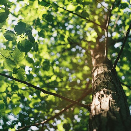 Baumstamm mit grünen Blättern und Sonnenlicht im Wald