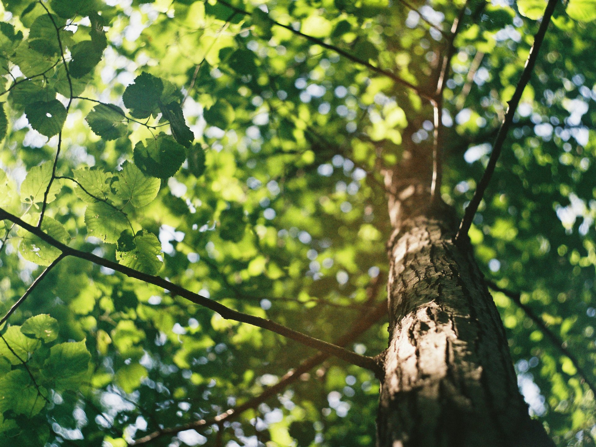 Baumstamm mit grünen Blättern und Sonnenlicht im Wald